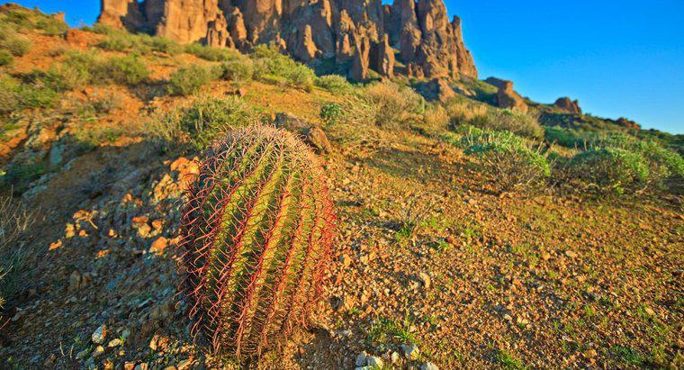 Pouvez-vous boire de l'eau d'un cactus pour survivre ?