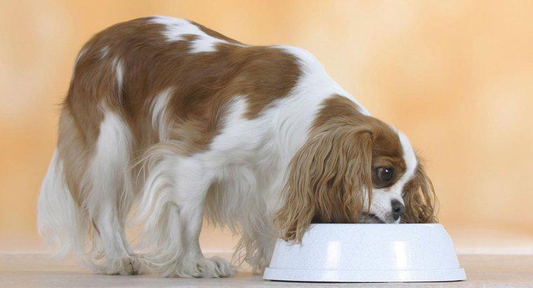 Quelles sont les bonnes recettes de nourriture pour chiens maison?