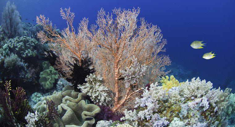 De quelle couleur est le corail ?