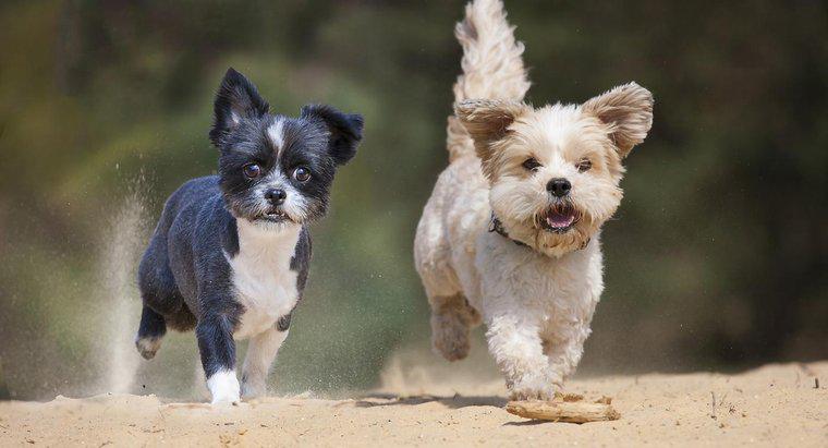 Quelles races de petits chiens pèsent moins de 5 livres ?