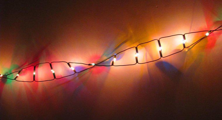 A quelle classe de macromolécules appartient l'ADN ?