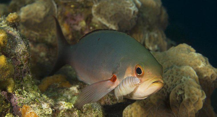 Qu'est-ce qu'un exemple de parasitisme dans les récifs coralliens ?