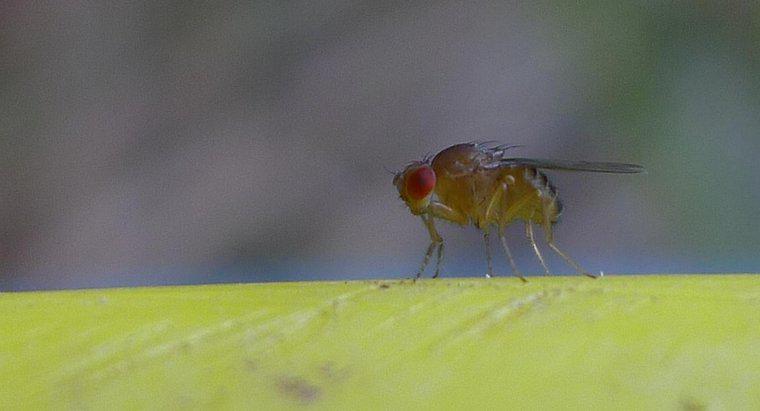 Comment prévenir les mouches des fruits ?