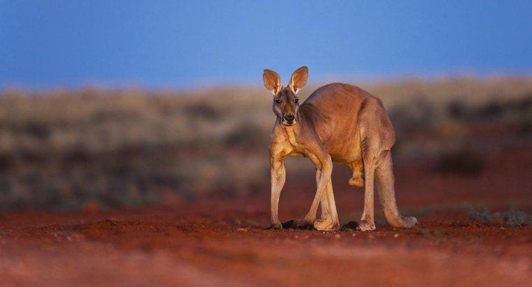 Quel est l'animal national de l'Australie ?