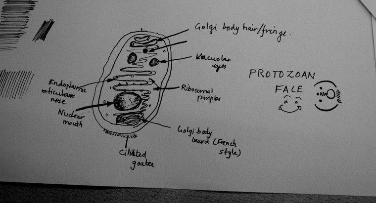 Quels sont les types de protozoaires ?
