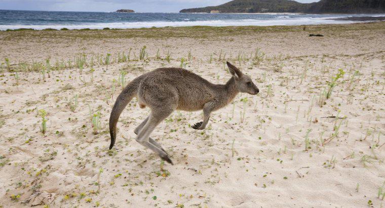 Quels types d'animaux mangent des kangourous ?