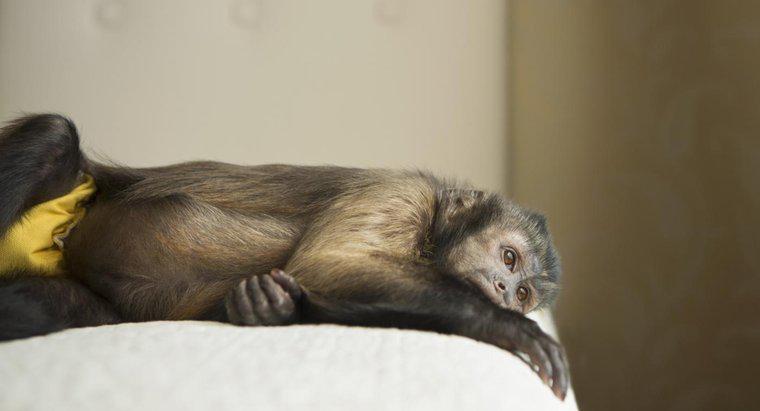 Est-ce que les singes capucins font de bons animaux de compagnie?