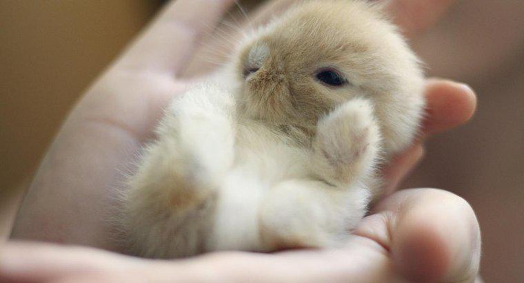 Combien de temps les bébés lapins restent-ils avec leur mère ?