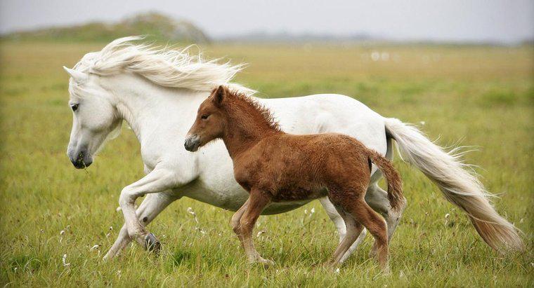 Quel est le nom d'un bébé cheval ?