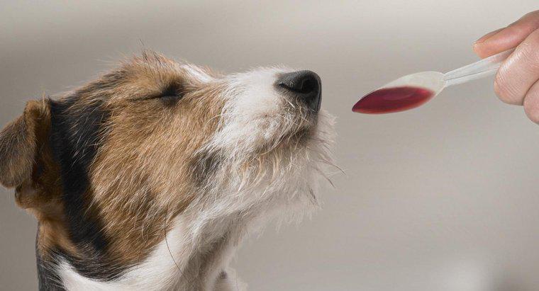 Quelle est la posologie recommandée de Benadryl pour les chiens ?