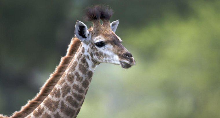 Quelle est la taille d'un bébé girafe ?