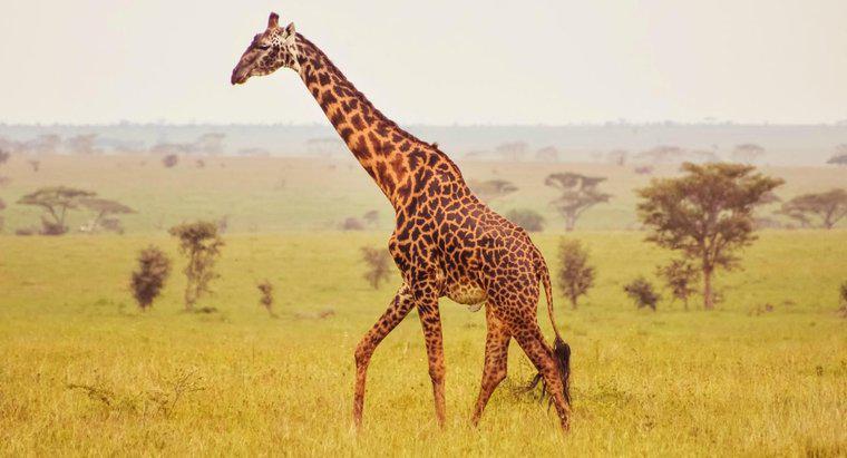 Quels sont certains faits sur l'anatomie de la girafe?