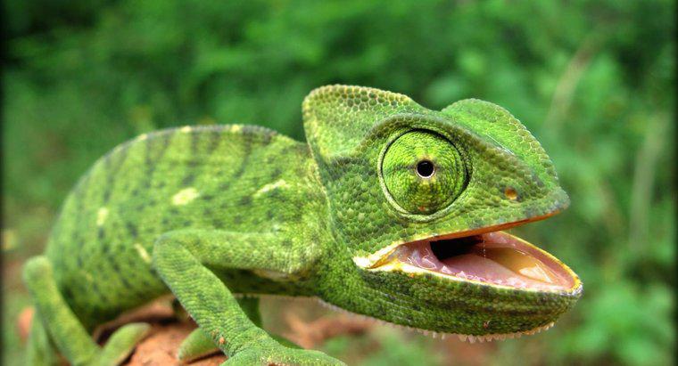 Quelles sont les caractéristiques d'un reptile ?