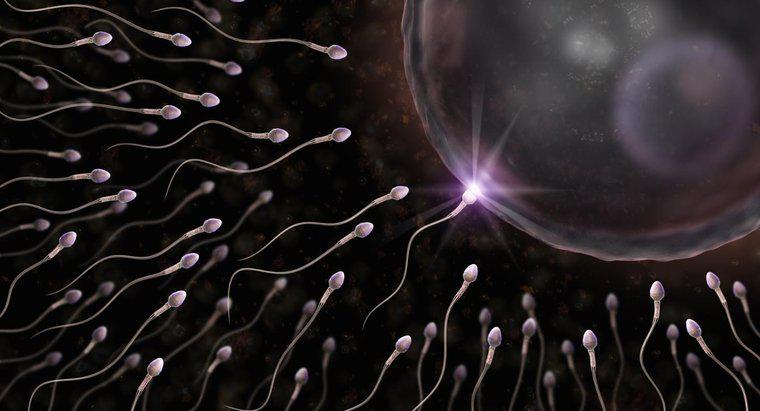 Pourquoi un spermatozoïde a-t-il une queue ?