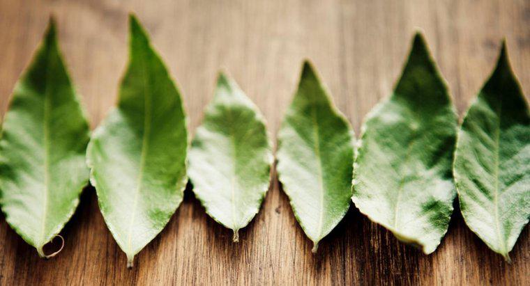 Les feuilles de laurier sont-elles comestibles ?