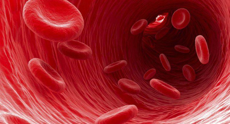 Que se passe-t-il si vous avez trop de globules rouges ?