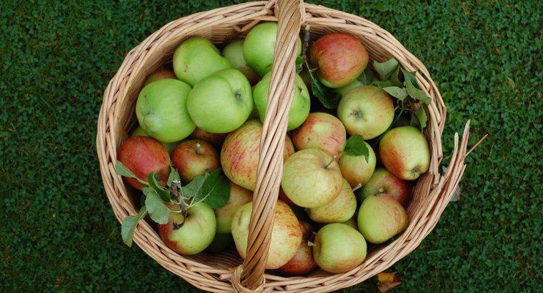 Quand commence la saison de cueillette des pommes ?