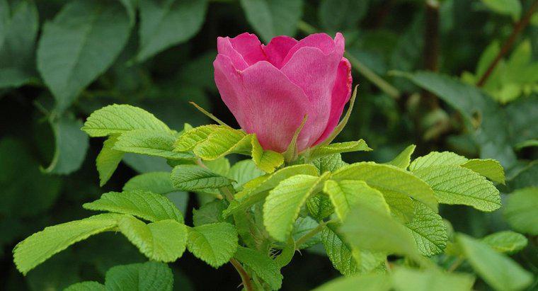 Comment tailler une Rosa Rugosa ?