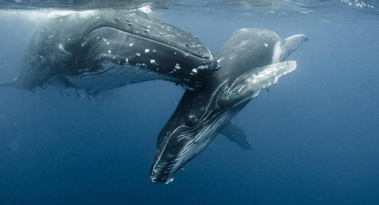 Quel est le nom d'un bébé baleine ?