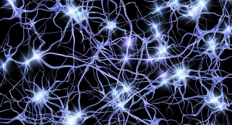 Comment les neurones transmettent-ils les impulsions électriques ?