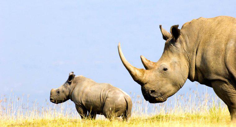 De quoi est faite la corne d'un rhinocéros ?
