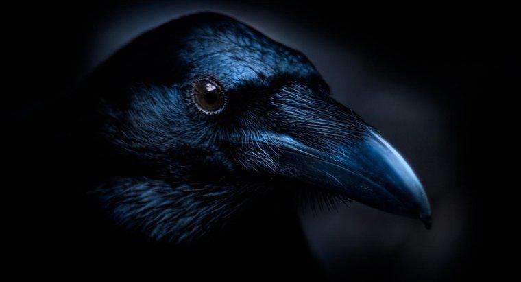 Quels sont les thèmes principaux du poème "Le corbeau" d'Edgar Allan Poe ?