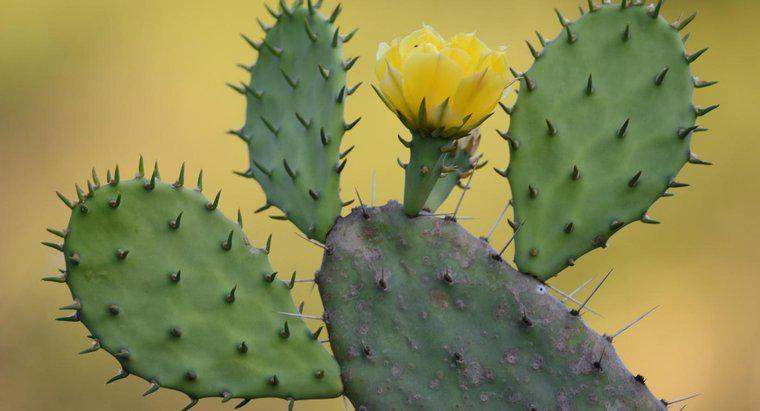 Comment pouvez-vous tuer un cactus?