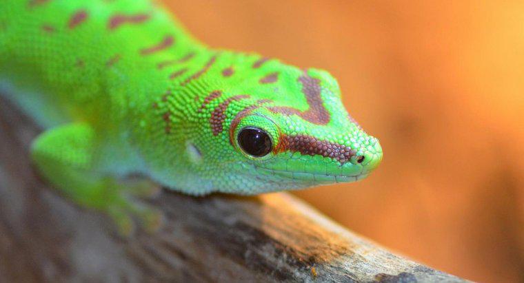 Où vivent les geckos ?