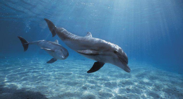 Quel est le nom scientifique d'un dauphin ?