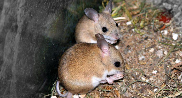 Pourquoi les souris couinent-elles ?