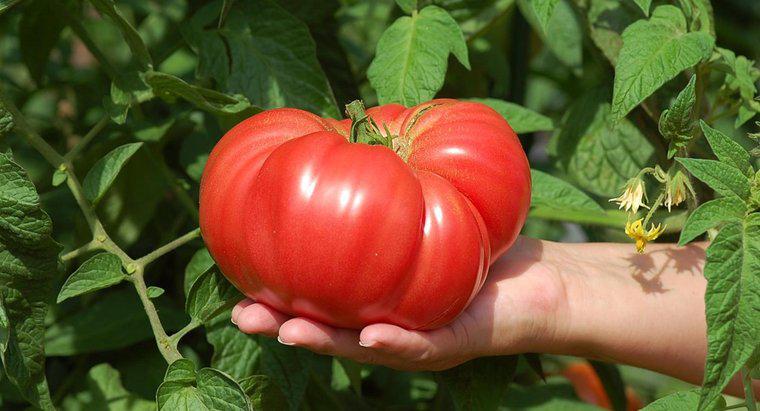 Comment faire pousser de grosses tomates ?