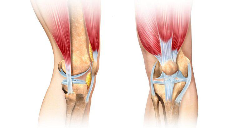 Quelle est la différence entre un tendon et un ligament ?