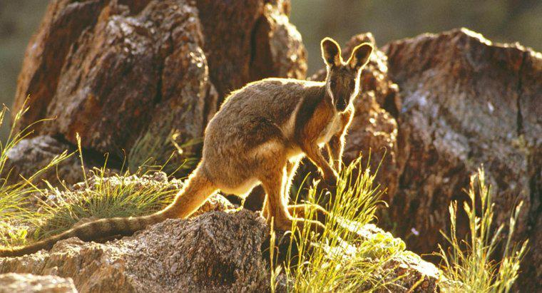 Quelles sont les caractéristiques physiques d'un wallaby ?