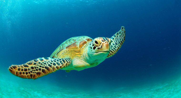 Quels sont les faits sur les tortues vertes ?
