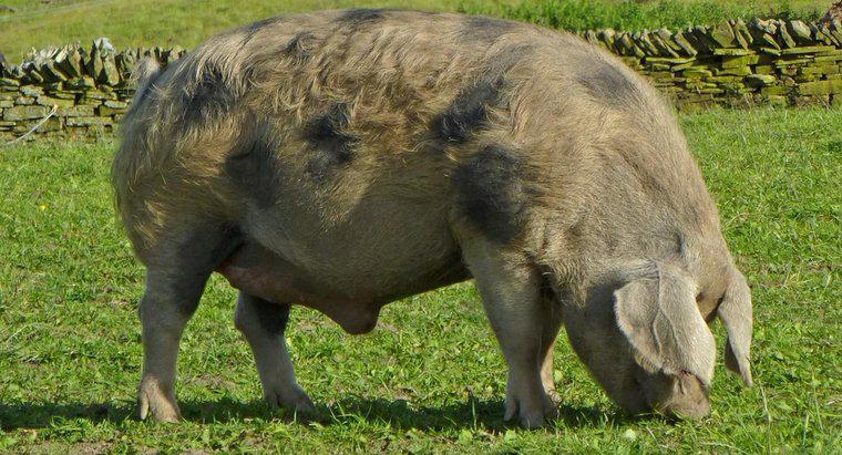 Comment appelle-t-on un cochon mâle ?