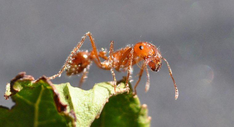 Où vivent les fourmis de feu ?