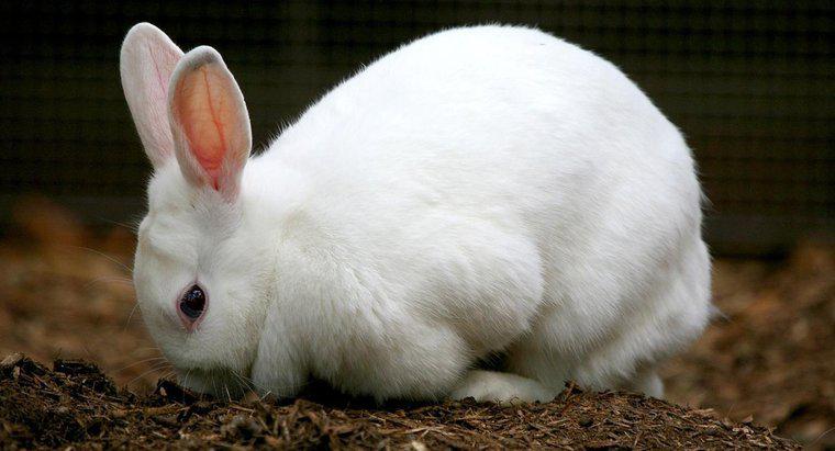 Quelles sont les étapes du cycle de vie d'un lapin ?