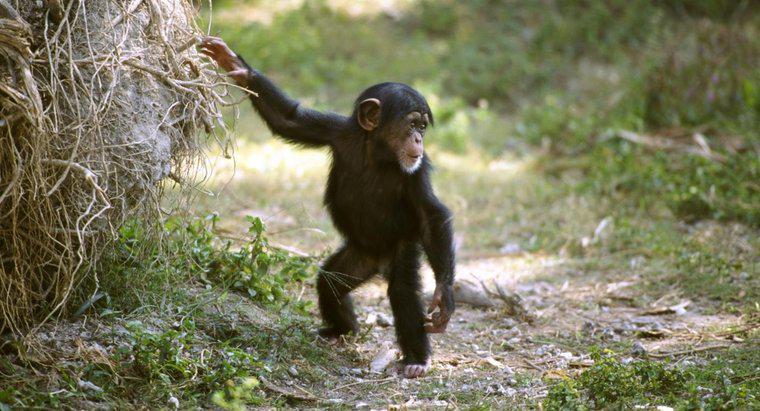 Pourquoi les bébés chimpanzés jouent-ils avec des poupées ?