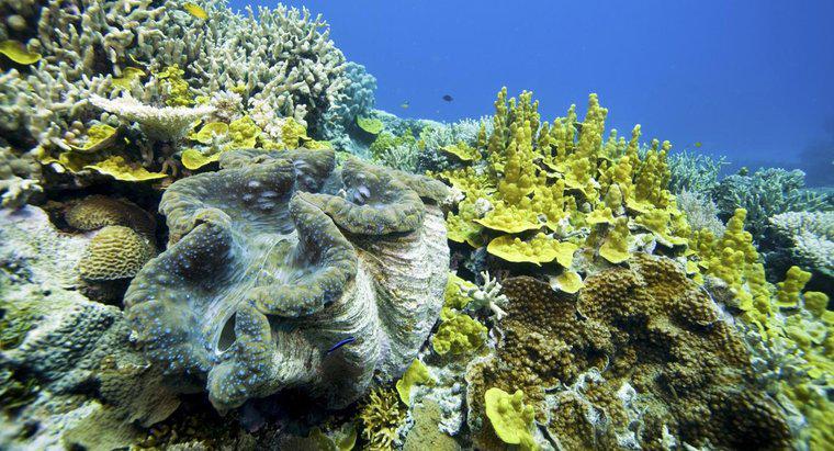 Qu'est-ce qu'un exemple de mutualisme dans l'océan ?