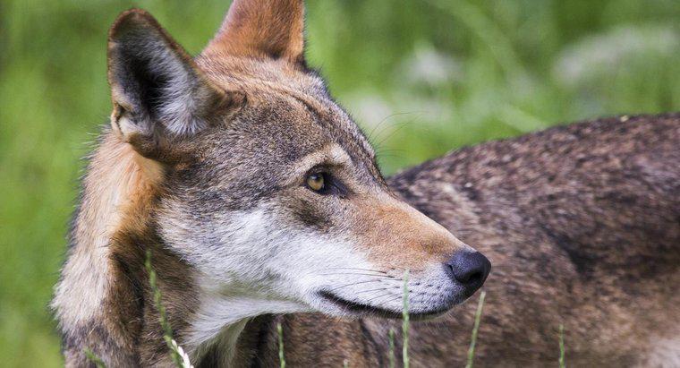 Quels sont les faits intéressants sur les loups rouges ?