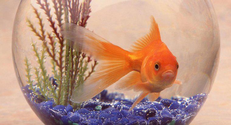 Quel est l'habitat d'un poisson rouge?