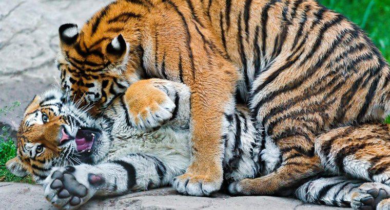 Quels sont les ennemis du tigre ?