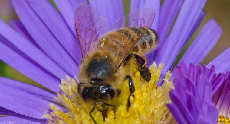 Qu'est-ce que l'habitat d'une abeille ?