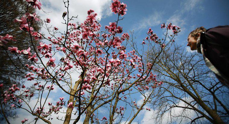 Comment puis-je enraciner une bouture d'un arbre de magnolia?