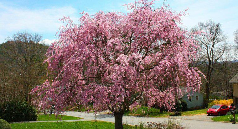Qu'est-ce qu'un cerisier pleureur rose?
