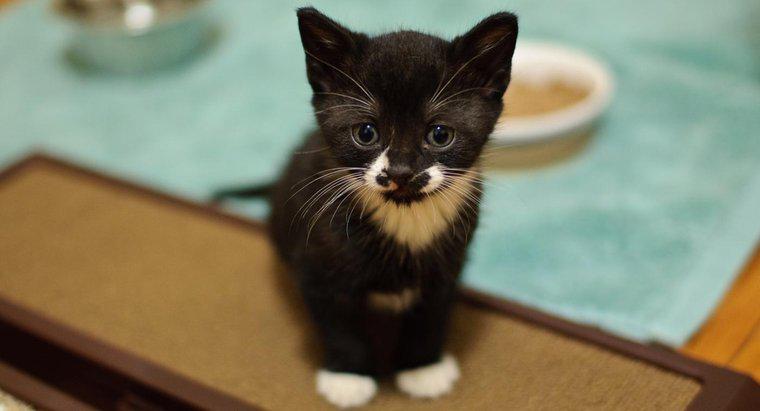 Quels sont les bons noms de chaton noir et blanc ?