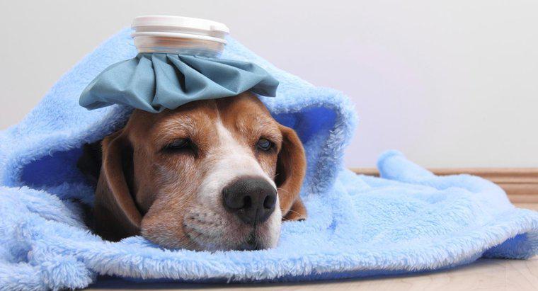 Quel médicament puis-je donner à mon chien contre la fièvre ?
