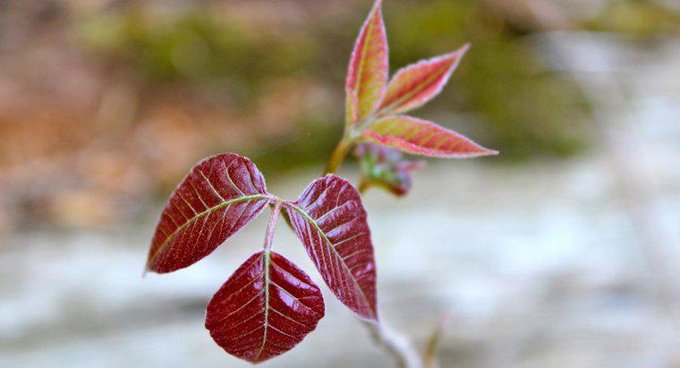 Quels sont les bons traitements naturels pour Poison Ivy ?