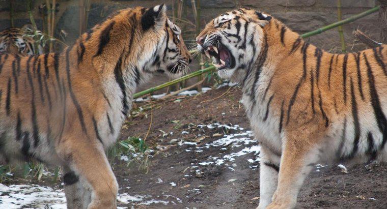Qui sont les prédateurs des tigres ?