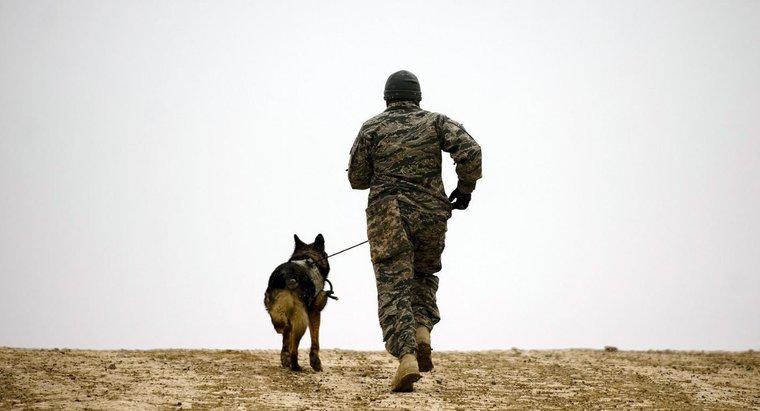 Quelles sont les races de chiens militaires?